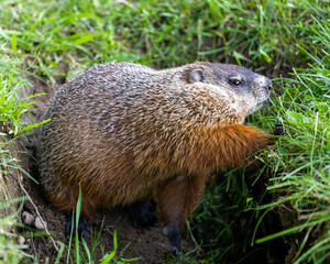 Groundhog Stock Photo. Close-up view at the entrance of its burrow with grass background in its environment and surrounding habitat. Image. Picture. Portrait.