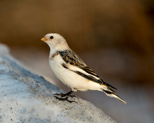 Snow bunting Photo Stock. Close-up profile view, standing on snow with a blur background in its environment and habitat. Image. Picture. Portrait.