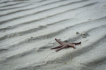 Starfish on sand at the beach in Florida