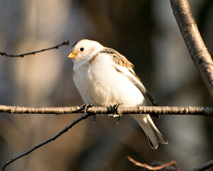 Snow bunting Photo Stock. Close-up, perched on a tree branch with a blur background and enjoying its environment and habitat. Image. Picture. Portrait.