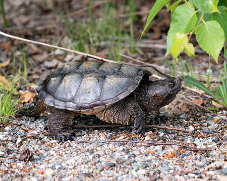 Snapping Turtle Photo Stock. Close-up profile view walking on gravel in its environment and habitat surrounding displaying dragon tail, turtle shell. Turtle Picture. Portrait. Image.