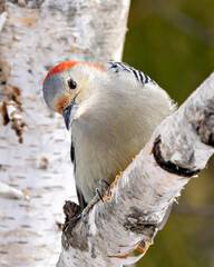 Woodpecker Photo and Image. Red-bellied Woodpecker female close-up profile view perched on a branch with blur forest background in its environment and habitat surrounding. Picture, Portrait.