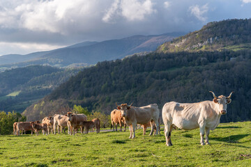 Fototapeta na wymiar Pyrenean cows grazing in spring