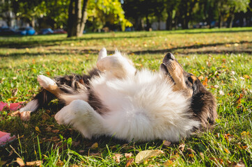 Fototapeta na wymiar Portrait of cute rough collie dog at the park.