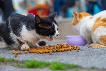 cute kitten eating cat food 