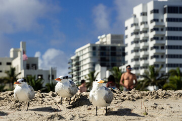 the seagul gang checking out Miami Beach