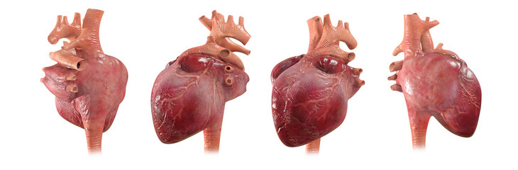 Realistic Human Anatomy Heart | 3d illustration
