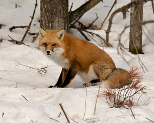 Red Fox Stock Photo. Fox Image. Close-up profile side view sitting on snow  in its environment and habitat with blur forest background displaying bushy fox tail, fur. Picture. Portrait.