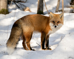 Red Fox Stock Photo. Fox close-up looking at camera in the winter season in its environment and habitat with snow forest background displaying side view, bushy fox tail, fur. Fox Image. Picture. 
