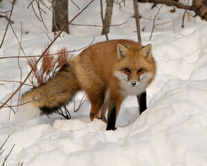 Red Fox Stock Photos. Red fox close-up profile view in the winter season in its environment and habitat with snow background displaying bushy fox tail, fur. Fox Image.