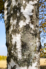 Fototapeta premium Natural texture of birch trunk, vertical surface of tree trunk, birch bark autumn