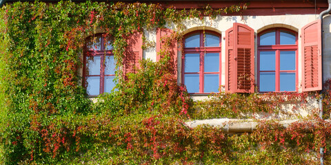 Fototapeta na wymiar Begrünte Fassade mit Fenstern und wildem Wein, Bayern, Deutschland