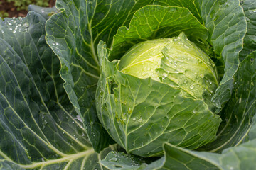 Fototapeta premium Fresh ground-cabbage close-up. Organic cabbage from the farm. Growing healthy vegetables. Head of cabbage.