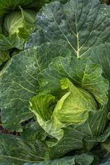 Fresh ground-cabbage close-up. Organic cabbage from the farm. Growing healthy vegetables. Head of cabbage.