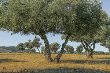 Centennial olive trees in a Spanish field