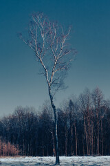 Samotne drzewo © Dominik Zarębski