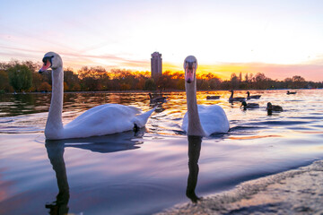 beautiful swans feeding, swimming, standing near the lake