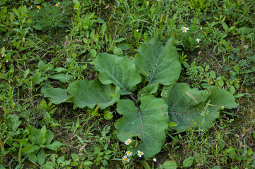 A bush of green burdock and chamomile in the grass, top view