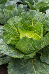 Fresh ground-cabbage close-up. Organic cabbage from the farm. Growing healthy vegetables. Head of cabbage.