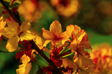 Sakura is blooming. A branch with flowers in early spring.