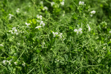 pea plants during flowering with white petals, an agricultural field where green peas grow