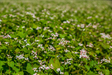 Buckwheat blooms in the field. White flowers. Sky with dark clouds.