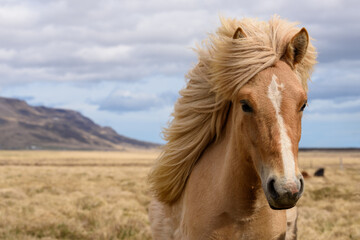 Obraz premium Horse in field in Iceland looking at the camera. 