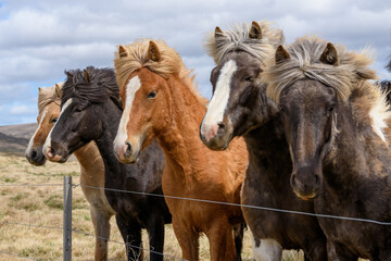 Group of Icelandic horses standing near a fence
 - Powered by Adobe