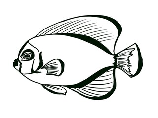 Fish hand drawing illustration, isolated on white background