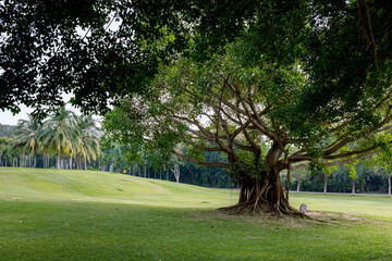 Trees on the beach against the background of the sea.