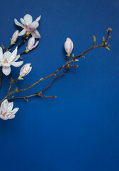 White magnolia blooms on the tree branch on the blue background. Copy space