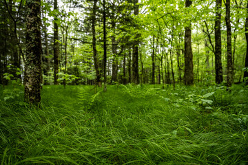 Morning Light On The Bright Green Forest Floor