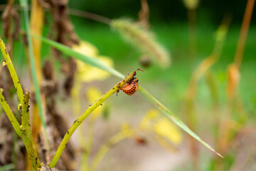 Close-up of one Colorado potato beetle larva crawling along the stem