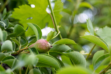 Small pears on a tree branch. Pear tree with fruit in the garden.