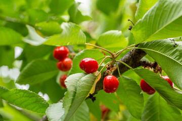 Ripe sour cherries growing on cherry tree as fruit summer concept.