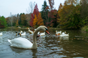 Swans are swimming in the lake, pond. Lovely couple swans