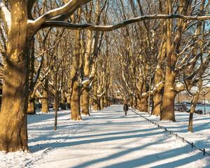 Snow-covered plane trees alley in Szczecin, Poland