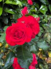 Roses, Roses.