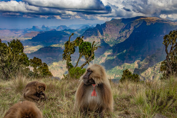 Dscheladas in den Simienbergen