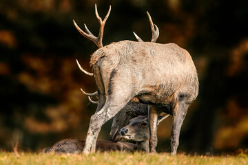 Fototapete bei efototapeten.de bestellen   