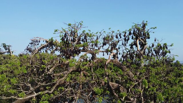 Sri Lanka flying fox tree colony drone aerial footage