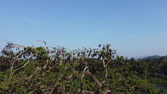 Sri Lanka flying fox tree colony drone aerial footage