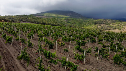 Fototapeta na wymiar Vineyards on the southern coast of Crimea in the mountains