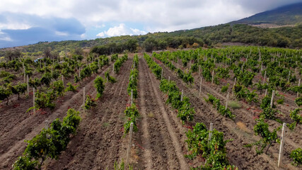 Fototapeta na wymiar Vineyards on the southern coast of Crimea in the mountains