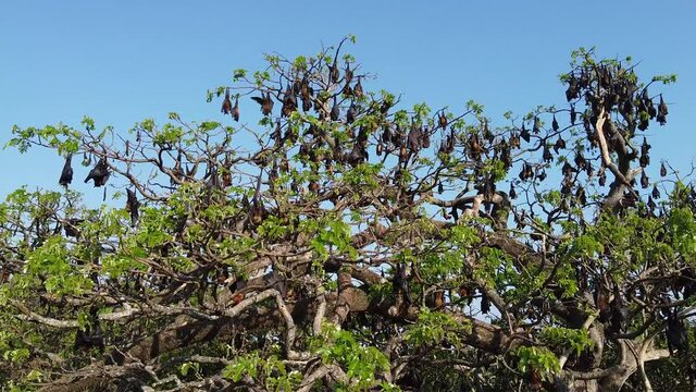Sri Lanka flying fox tree colony drone aerial footage