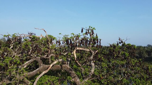 Sri Lanka flying fox tree colony drone aerial footage