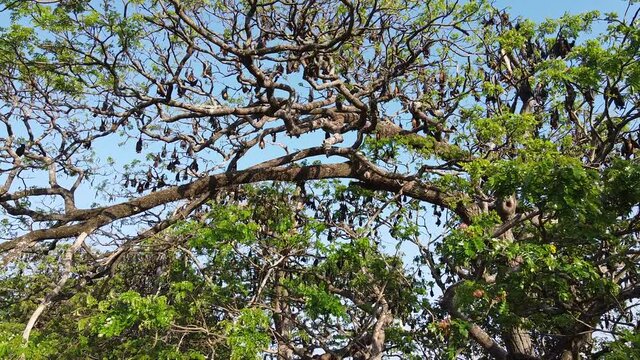 Sri Lanka flying fox tree colony drone aerial footage