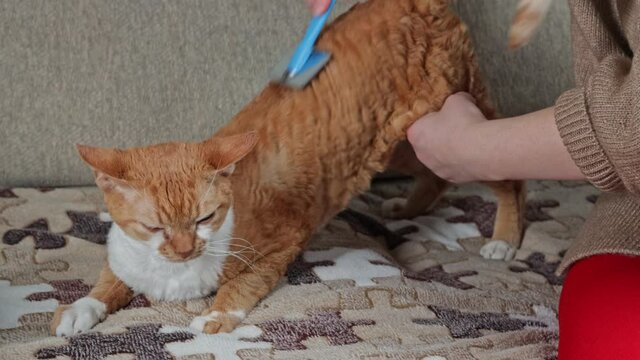 The owner takes care of the pet, he brushes the fur of a ginger Devon Rex cat while sitting on the couch.

