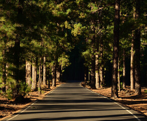 Road in the middle of the pine forest, El Paso, La Palma Island, Canary Islands