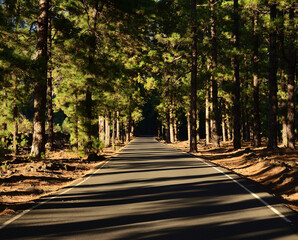 Road through the pine forest, La Palma, Canary Islands, Spain